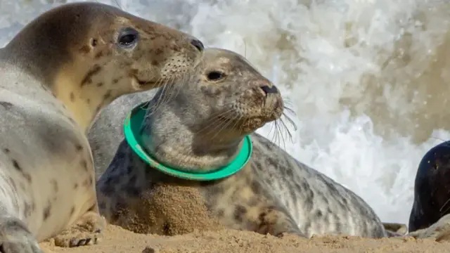 Seal with a flying ring frisbee stuck around its neck