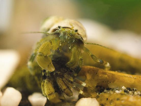 Two hermit crabs; both green, hairy, with white patches on their legs, green antennae. He wears a white shell; hers is dark. They face the camera, the male above, holding onto the edge of the female's shell beneath him with his smaller cheliped. He is slightly bigger than she. They sit on pieces of kelp, bits of shell, and sand.