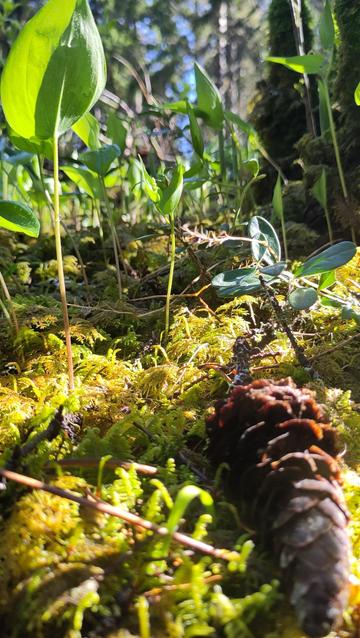 Moss in a rock with other plants and a cone in the foreground.