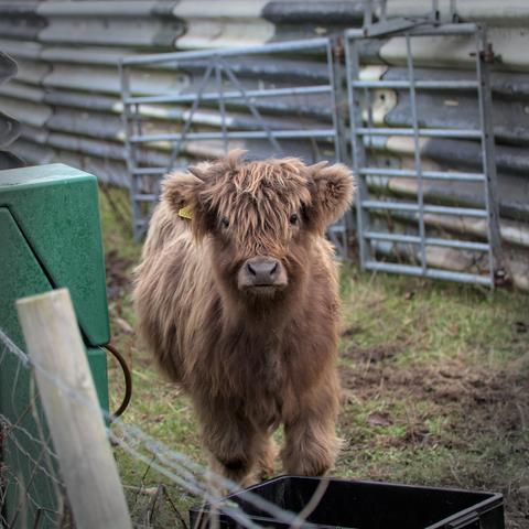 Un bébé vache d’Écosse qui regarde la caméra de face