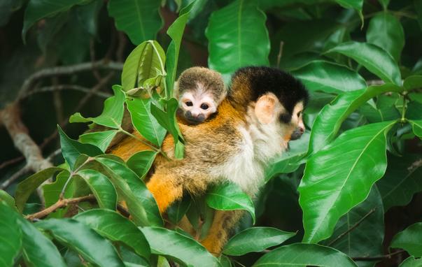 A brown and black squirrel monkey looking to the side with its baby on her back staring right at the camera surrounded by green leaves.