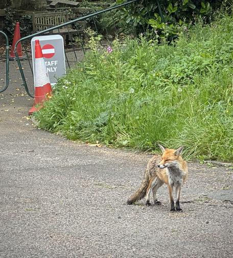 Small fox standing on pavement in front of overgrown grassy hillside at Highgate Cemetery.