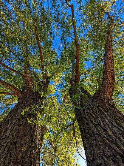 The image offers a low-angle view looking up into the canopy of several tall trees against a bright blue sky. Two prominent tree trunks dominate the foreground, their textured, brown bark reaching upwards. Numerous branches extend outwards and upwards, adorned with green and yellow leaves that are illuminated by sunlight filtering through. Patches of clear, bright blue sky are visible between the leaves and branches. The perspective emphasizes the height and grandeur of the trees, creating a sense of looking up from the ground into the natural canopy above.