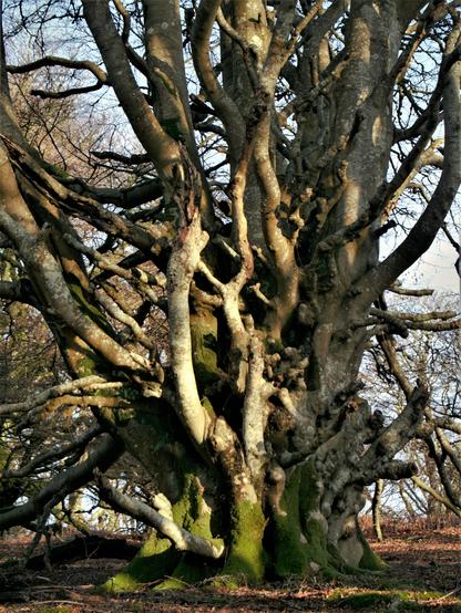 Portrait of a chaotic and heavily branched very thick trunked Beech tree, some splashes of light on the sandy grey bark, bare branches and blue skies