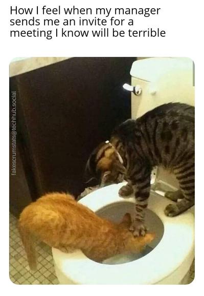 Picture of a gray cat standing on a toilet seat pushing the head of an orange cat into the water.

Caption:How I feel when my manager sends me an invite for a meeting I know will be terrible