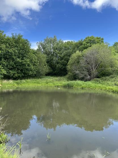 An old mill lodge lined with trees beneath a blue sky with white fluffy skies, a white gull on the water at the far side of the lodge