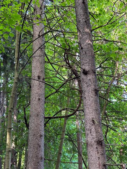 A pair of tall spruce trees amidst some smaller trees. The spruces have gray scaly bark and lower limbs that are bare of needles.