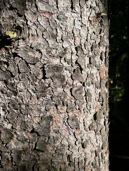 Closeup of the gray and brown scaly bark of a spruce tree.