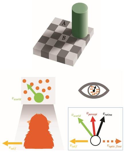 Two examples of how contextual information can bias visual perception. Top: Luminance illusion created by shadows (source: https://persci.mit.edu/gallery/checkershadow). Square B looks brighter than square A but has the same luminance, i.e., they have identical grayscale values in the picture. Bottom: Perception of object motion is biased by self-motion. The combination of leftward self-motion and up-left object motion in the world produces retinal motion that is up-right. If the animal partially subtracts the optic flow vector (orange dashed arrow) generated by self-motion (yellow arrow) from the image motion on the retina (black arrow), they may have a biased perception of object motion (red arrow) that lies between retinal and world coordinates (green arrow).