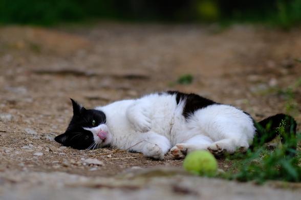 Photo of a black-and-white cat rolling around on dry forest soil. The cat licks its nose. In front of the cat, slightly out-of-focus, is a neon yellow tennis ball.