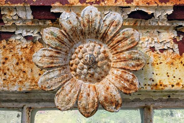 Eine Sonnenblume aus Eisen, mit einer Schraub an der Gusseisenkonstruktion des Gewächshauses befestigt. Die weiße Farbe blättert ab, darunter ist viel Rost sichtbar.