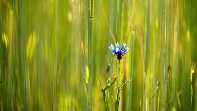 Eine einzelne Kornblume in einem Weizenfeld.

A single cornflower in a wheat field.