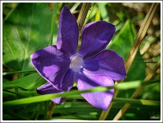 Bildbeschreibung:
Eine violette Blüte des “Großen Immergrün”.