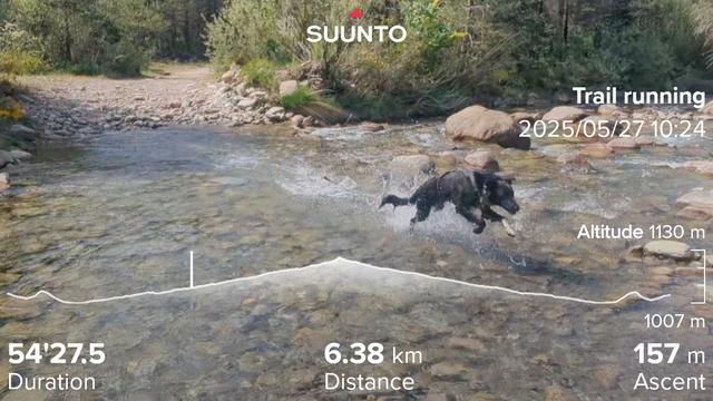 Paddy the Irish mutt running through the river to cool down. My running stats imposed on the top