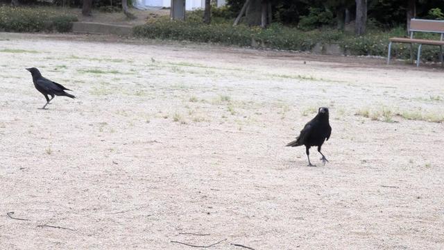 On the right side, dad coming to get peanuts. On the left side, a fledgling following him from the distance, curious about where dad is going.