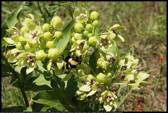 Asclepias viridis (also called Green Milkweed or Spider Milkweed) was being pollinated by a Bombus fraternus (also called Southern Plains Bumblebee) in Norman, Oklahoma, United States on May 4, 2025. This Asclepias planted itself, but they are often planted by those hoping to help Monarch butterflies.