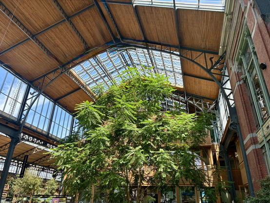 Green tree stands under wooden slatted, wrought iron train shed, now the Taxis et Tours Gare Maritime venue