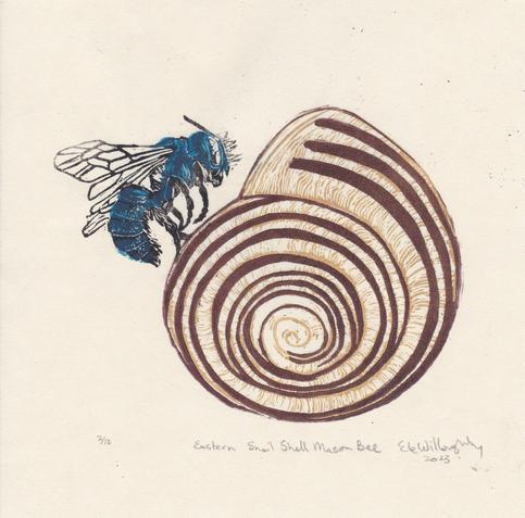 My 8”x8” Lino block print of a small blue and black bee Osmia conjuncta landing on an upturned empty Cepaea snail shell in gold with brown on cream coloured washi paper