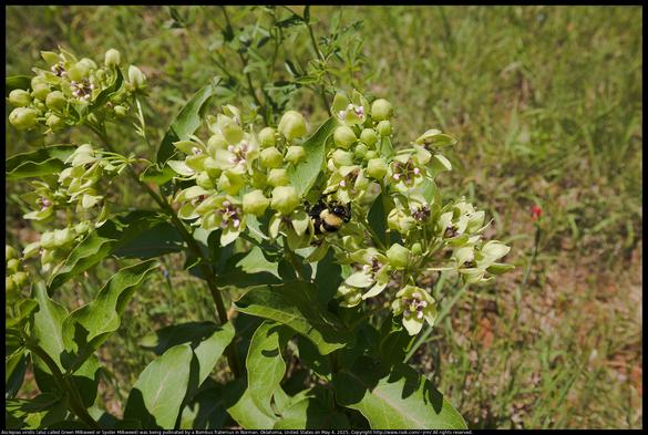 Asclepias viridis (also called Green Milkweed or Spider Milkweed) was being pollinated by a Bombus fraternus (also called Southern Plains Bumblebee) in Norman, Oklahoma, United States on May 4, 2025. This Asclepias planted itself, but they are often planted by those hoping to help Monarch butterflies.