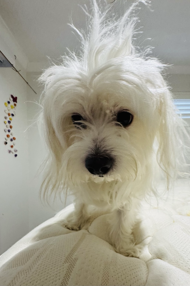 Rocky’s fur is standing on its end like a cocky.