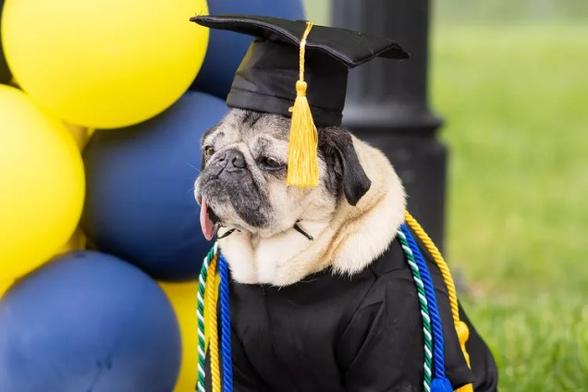 Pug dog wearing a graduation robe and cap. The dog's tongue is dangling from his mouth.