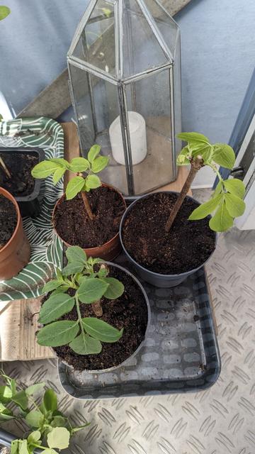Baby elderflower bushes freshly potted.