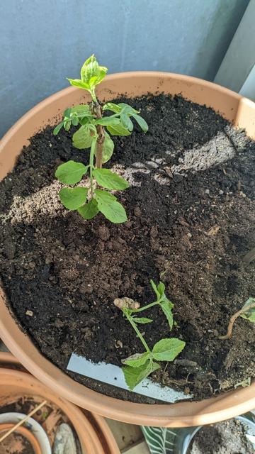 Elder babyflower bushes.