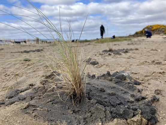 A tuft of newly planted saltmarsh grass in the foreground. Out of focus in the distance are people planting more grasses between a fence buried in the sand and the coast line.