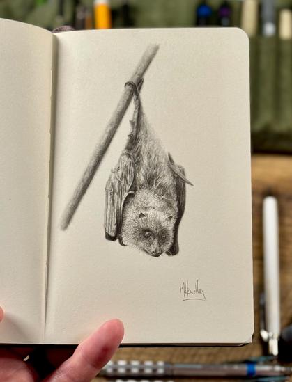 Realistic graphite sketch of a flying fox bat hanging upside down, with blurred wings and soft fur, drawn in a sketchbook.&10;