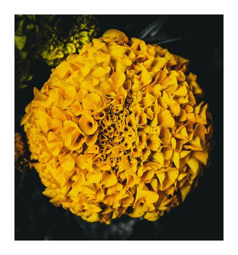The image shows a close-up view of a single, vibrant yellow aztec marigold flower. The flower is densely packed with numerous small petals, curling in on each other into tubular/spiral like formations. The background is dark and out of focus.