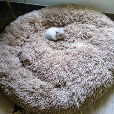 Sehr kleines graues Katzenbaby in riesigem braunen Kuschelkissen.