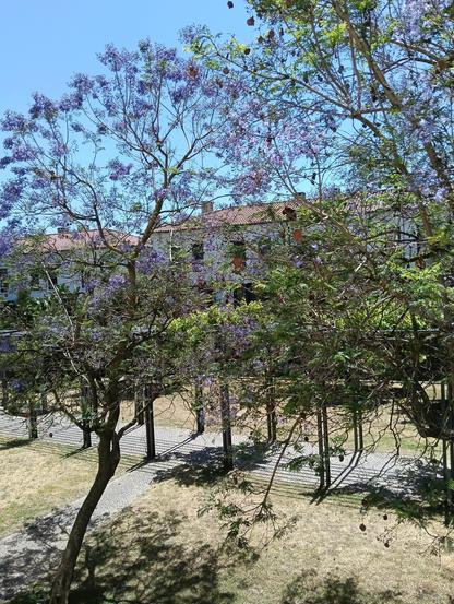 Giardino con alberi di Jacaranda. Hanno dei fiori che virano sul violetto