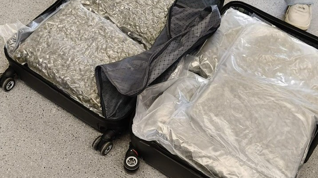 📽️ Detingut amb 24 quilos de marihuana en bosses d'envasar al buit que portava a la maleta