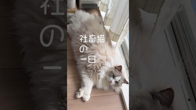 社畜猫の一日｜朝から晩までフル稼働。なのに可愛い。【癒し×ネタ動画】#shorts #ラグドール