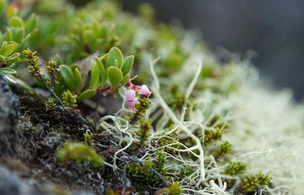 Kleine weiß-rote Blüte einer Bärentraube. Links davon fast weißes Islandmoss und rechts die grünen Blätter der Bärentraube.
