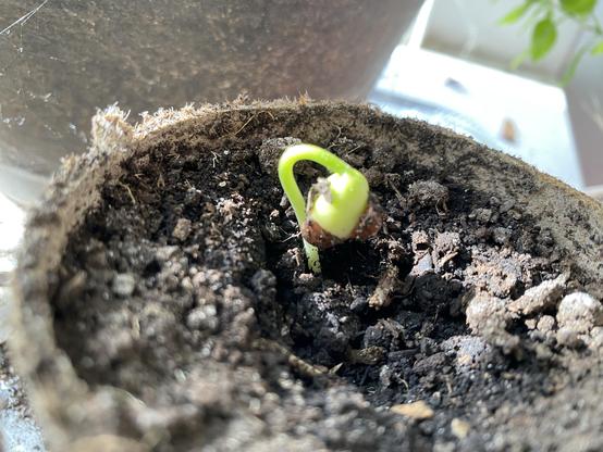 A little bean seedling just unfolding from the earth.