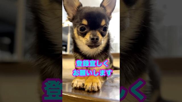 生後７ヶ月になったチワワのルカはできる事が増えました【多頭飼いスムチーず】　#子犬 #chihuahua #犬のいる生活
