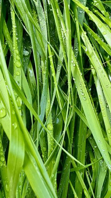 Close up of dense layers of bright green blades of sweetgrass, with beads of dew. The sweetgrass is lying down so the roots are at the top of the picture. As it grows it starts to lie flat, and it already smells sweet.