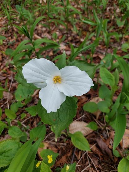 A single white trillium with the forest floor and other plant life in the background.