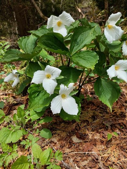 A small bush with seven white trillium flowers visible at various angles.
