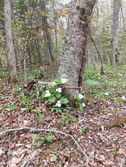 A grouping of a few white trillium plants at the base of a tree with several others in the background.