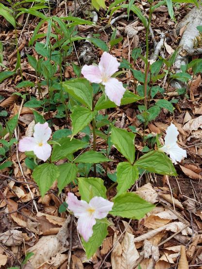 A group of four purple trillium flowers. The purple appears as stripes along the white petals of the flowers.