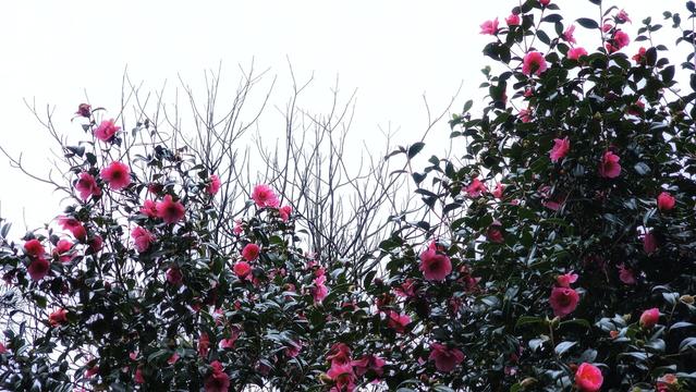 A vibrant camellia bush with numerous bright pink flowers and dark green leaves fills the lower right and left sides of the frame. In the centre, a bare, intricately branched tree stands against a bright, overcast white sky. The pink blossoms provide a striking contrast against the stark white background.