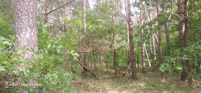 Laub- und Nadelbäume im Wald, nicht befestigter Weg voraus.
