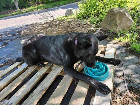 An all-black German Shepherd Dog lies down sphinx-style on a wooden pallet, his front legs out in front of him and spread apart, with a teal puzzle bowl between them. He's in deep concentration as he licks kibbles out of the grooves. The pallet is on a pavement driveway, and a tangle of pruned branches lies off to the side.