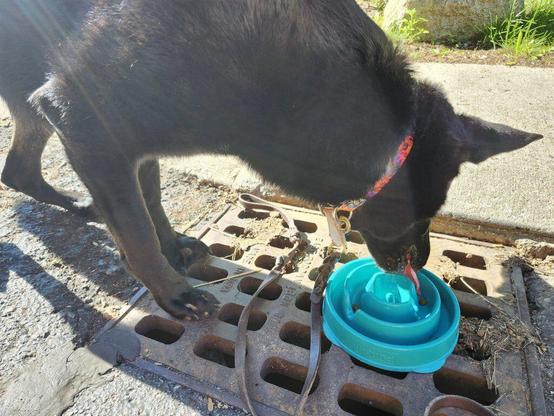 An all-black German Shepherd dog stands over a metal drainage grate that's in the road. One front paw is on the bars between several holes, and the other front paw is further back, toes spread to balance over the holes. A teal slow feeder puzzle bowl is set on the grate, and the dog is busy licking kibbles out of it. His tongue is all the way out and he's very focused on that!