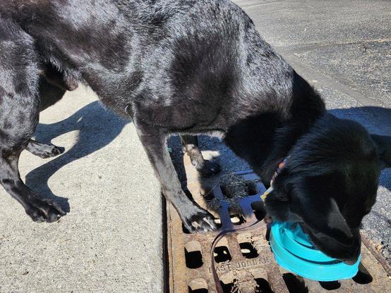 An all-black German Shepherd dog stands over a metal drainage grate that's in the road. He's approached it from a completely different angle. One front paw is squarely on the metal bar between several holes, but the other paw is off the grate, on the pavement. A teal slow feeder puzzle bowl is set on the grate, and the dog is busy licking kibbles out of it.