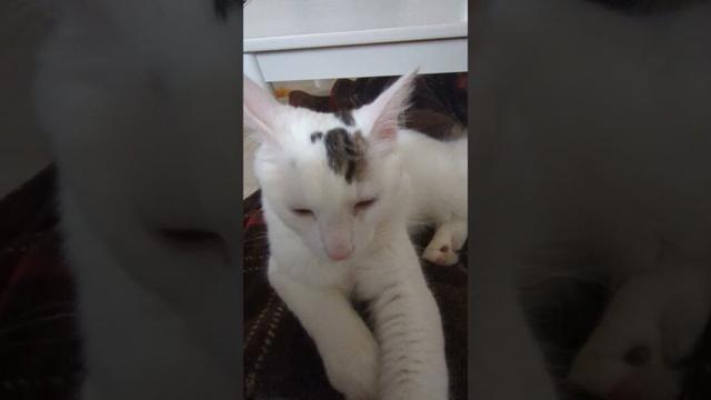 甘えん坊モード/Clingy mode.#保護猫 #ターキッシュバン #Turkish Van