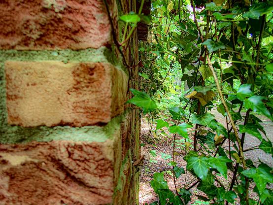 A close-up view of a textured brick wall partially covered with green ivy. In the background, lush greenery can be seen, suggesting a natural setting.