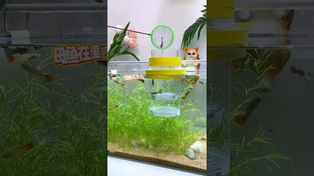 Use this double-layer breeding box #fish #guppy #aquascape #aquarium #fishkeepinghobby #fishtank